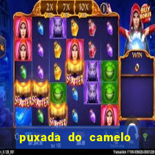 puxada do camelo jogo do bicho